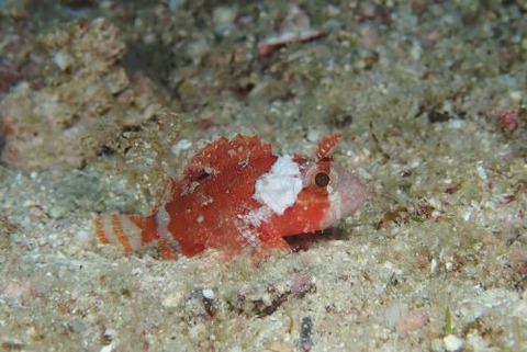 フサカサゴ科の1種