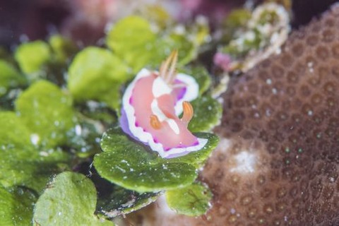 アラリウミウシ