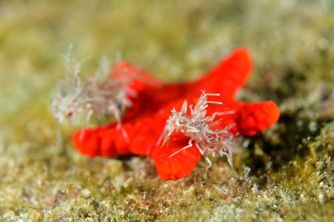 トゲツノメエビ