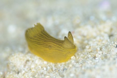 タスジキヌハダウミウシ