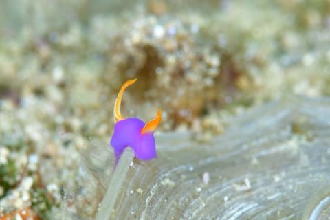 ムラサキウミコチョウ