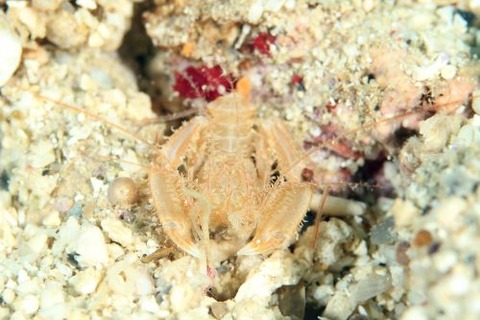 サンゴヒメエビ