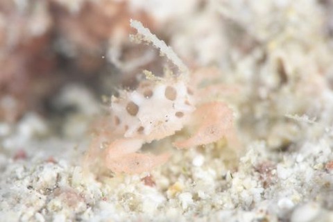 ヒノタマツブコブシ