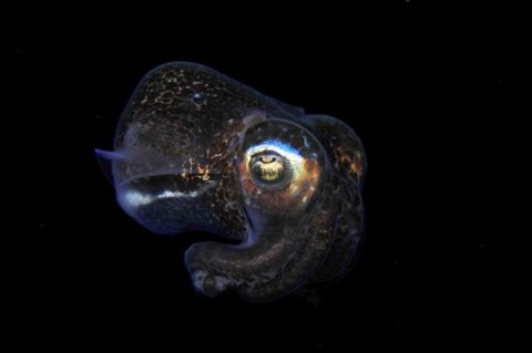 刺激的な水中生物