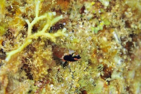 ヘビギンポ科の1種