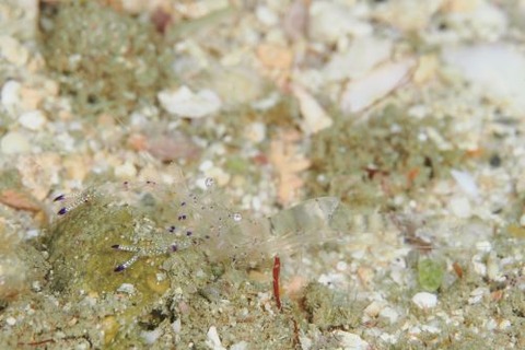 ニセアカホシカクレエビ