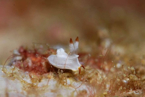 ネコジタウミウシ属の1種