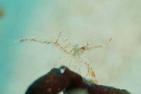 Urocaridella urocaridella