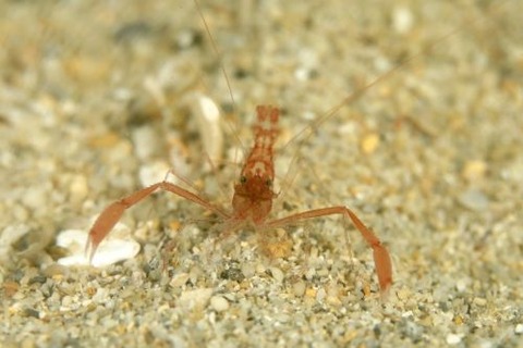 シノノメスベスベオトヒメエビ