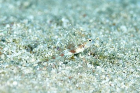 ホタルビオニハゼ