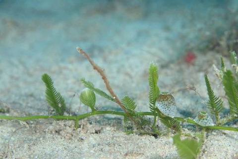 トガリモエビ属の1種