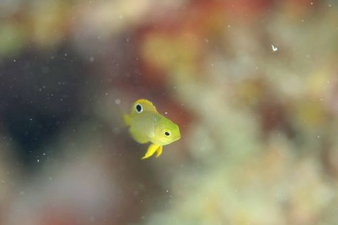 ニセネッタイスズメダイ