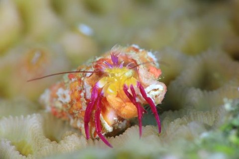 ムラサキゼブラヤドカリ