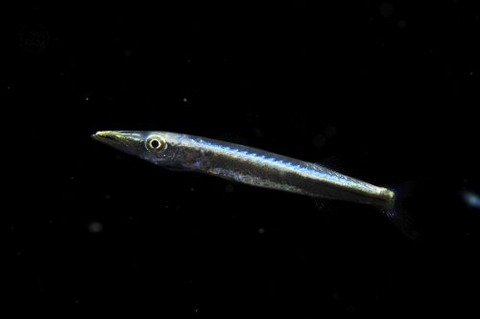 刺激的な水中生物