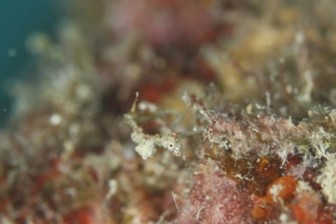 キオネミクティス・ルメンガニィ