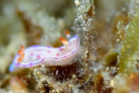 ミカドウミウシ