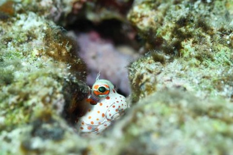 モンツキカエルウオ