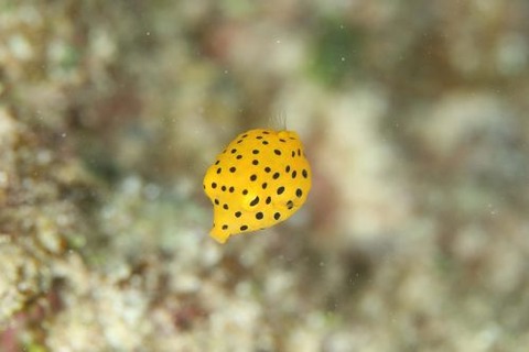 ミナミハコフグ