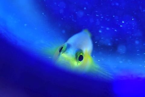 ナカモトイロワケハゼ