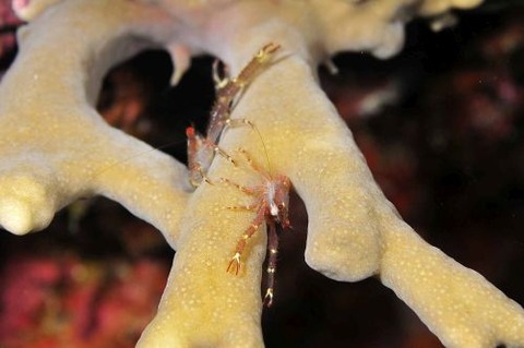 コシオリエビ科の1種