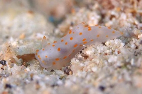 アカボシウミウシ