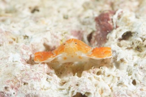 オガサワラコブシ