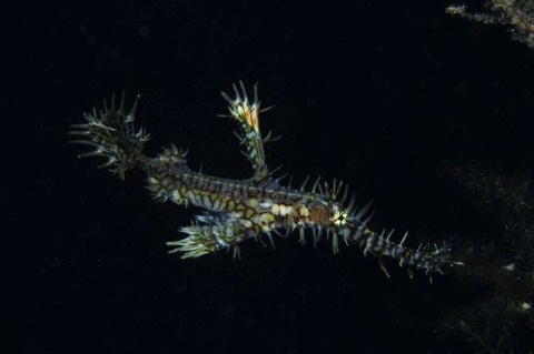 ニシキフウライウオ