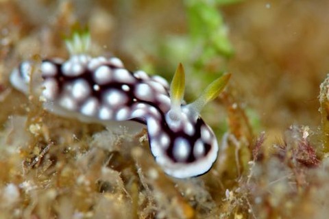 キカモヨウウミウシ