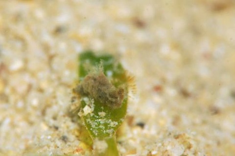 ウミウシ不明種