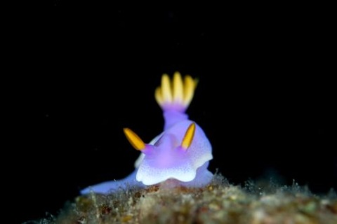 シンデレラウミウシ