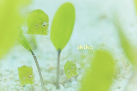 セダカカワハギ