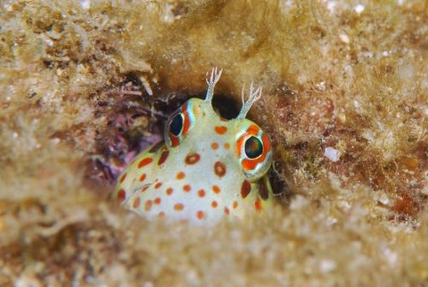 モンツキカエルウオ