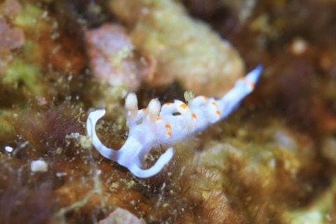 ケラマミノウミウシ