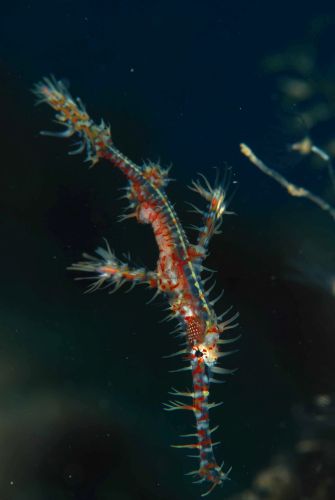 ニシキフウライウオ