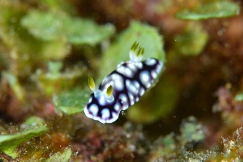 キカモヨウウミウシ