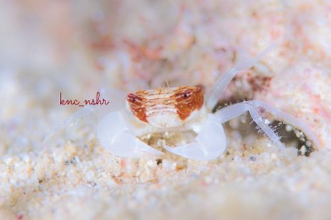 マルバガニ属の1種