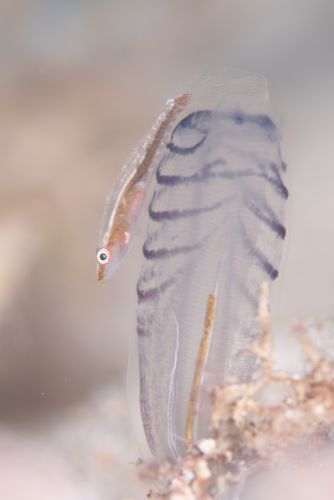 ウミショウブハゼ属の1種