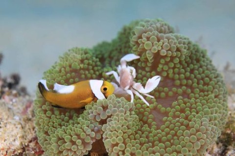 トウアカクマノミ