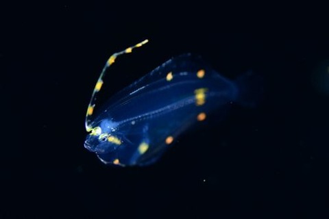 刺激的な水中生物