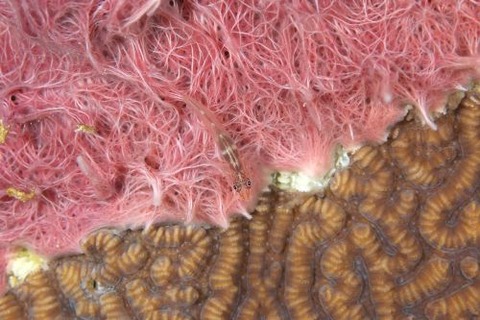 セボシウミタケハゼ