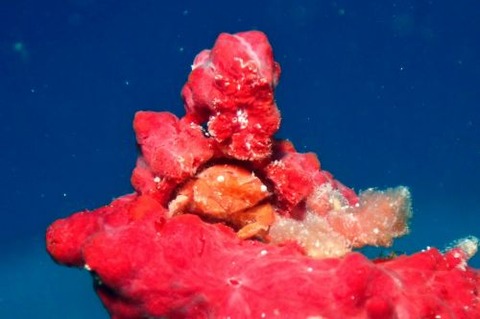 シカクイソカイカムリ