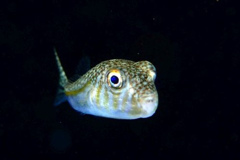 刺激的な水中生物