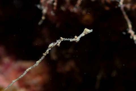 キオネミクティス・ルメンガニィ