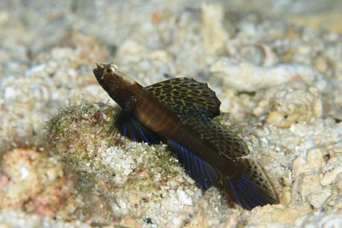 ホタテツノハゼ