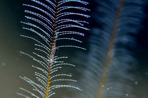 ラピポントニア・パラガレーネ