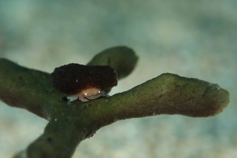 シカクイソカイカムリ