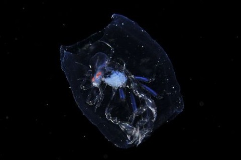 刺激的な水中生物