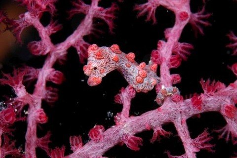 Hippocampus bargibanti