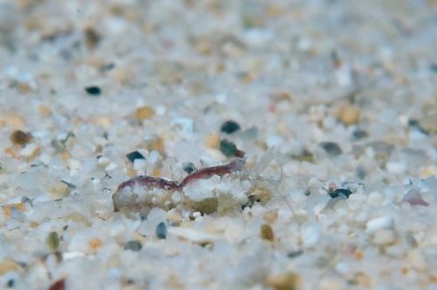 エビジャコ科の1種