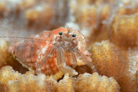 Pagurixus maorus